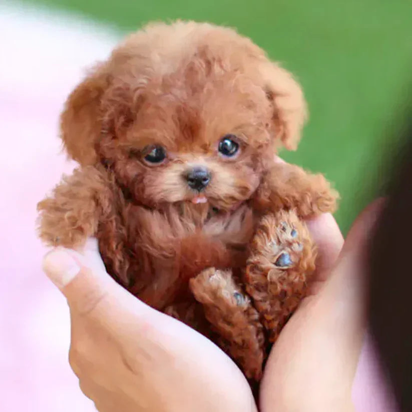 🐶NICOO - My Realistic Robot Puppy
